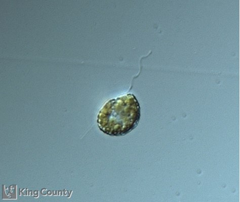 Photo of Heterosigma akashiwo